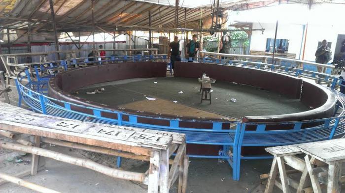 Arena Sabung Ayam