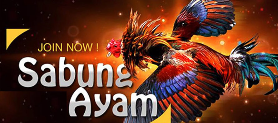 Judi Sabung Ayam Terpercaya