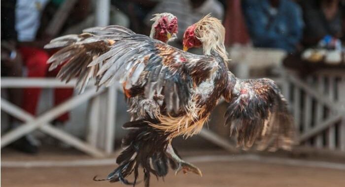 Kecurangan Dalam Bermain Sabung Ayam